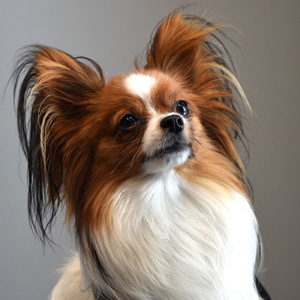 Brutus Henri, Resident Therapy Dog